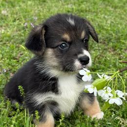 Diamond - Tri Girl - Black and tan female Pembroke Welsh Corgi puppy in Griffin, Georgia from Rollnoaks & Cottontail AKC Pembroke Welsh Corgis