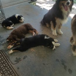 Australian Shepherd Puppies from Covenant View Farm Australian Shepherds