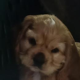 Chet - Red male Cocker Spaniel puppy in New York, New York from Donna Vaughn