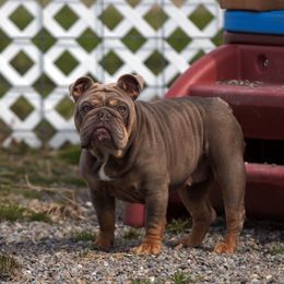Aura - Bulldog