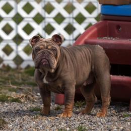 Aura - Bulldog