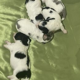 Cavapoo puppies from Double Doodle Aussiedoodle