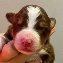 Boy 2 - Australian Shepherd puppy from Saltair Australian Shepherds