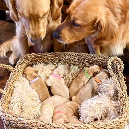 Golden Retrievers from Oro Valley Golden Retrievers