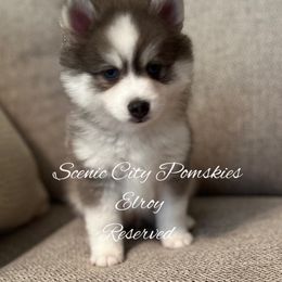 Elroy - Blue male Pomsky puppy in Rossville, Georgia from Scenic City Pomskies