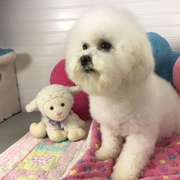 Bichon Frise and Havanese All Grown Up from Cambeas Puppies
