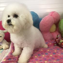 Bichon Frise and Havanese All Grown Up from Cambeas Puppies