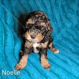 Noelle - Black and tan female Cockapoo puppy in Sunset, Louisiana from Cano Cockapoos