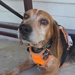 Dandy - Beagle