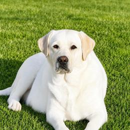 Millee - Labrador Retriever