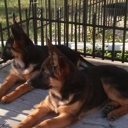 German Shepherd Puppies from Carrithers Kennels
