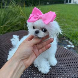 Ultra tiny korean 8000 - White female Maltese puppy in Miami, Florida from Natalias Tiny Puppies