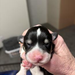V-6 - Black and tan female Pembroke Welsh Corgi puppy in Sanford, Michigan from Tambali Pembroke Welsh Corgis