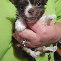 Noel - Chocolate and white female Chihuahua puppy in Amity, Pennsylvania from Baxters Chihuahuas