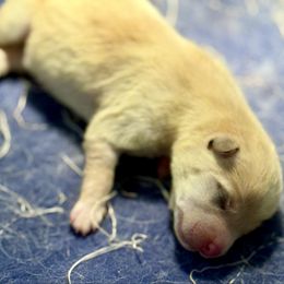 Cloud 9 - Cream male Shiba Inu puppy in Cincinnati, Ohio from Timberwood Paws