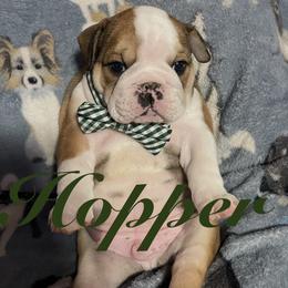 Hopper - Red and white male Bulldog puppy in Nampa, Idaho from Davis Bullies