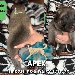 H.D Green Boy - Fawn male Anatolian Shepherd Dog puppy in Frenchtown, Montana from Apex Anatolians