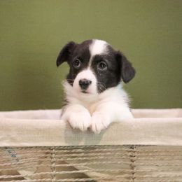 Toffee - Brindle and white female American Corgi puppy in Plains, Montana from Diamond Corgis