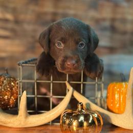 Barbie - Chocolate female Labrador Retriever puppy in Isle, Minnesota from Dog Ear Outfitters