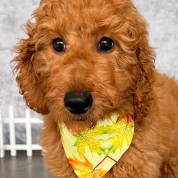 AKC Milly - Red  female Poodle puppy in Cape Coral, Florida from Ruby the poodle