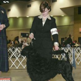 Portuguese Water Dogs from Sherry N Rady