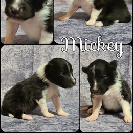Shetland Sheepdog Puppies from Henotic Homestead's Shetland Sheepdogs