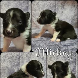 Shetland Sheepdog Puppies from Henotic Homestead's Shetland Sheepdogs