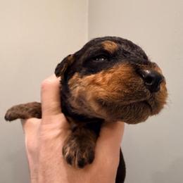 Baby Boy Black - Black and tan male Airedale Terrier puppy in Mooresville, North Carolina from Farm 55
