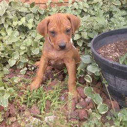 Macie - Red wheaten female Rhodesian Ridgeback puppy in Carney, Oklahoma from River Run Parson Russell terriers & River Run Ridgebacks