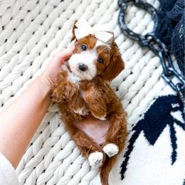 Rue - Red  female Goldendoodle puppy in Springville, Utah from Happy Doodle