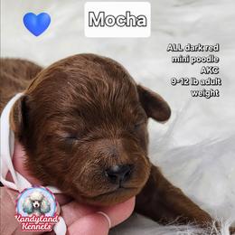 Mocha - Red  male Poodle puppy in Hoagland, Indiana from Kandyland Kennels