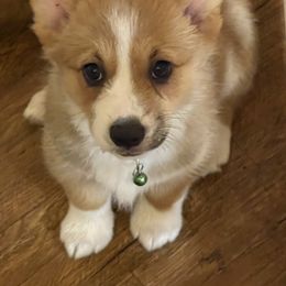 Boy 2 - Red Pembroke Welsh Corgi puppy in Ridgeland, South Carolina from FOF Lowcountry Corgis