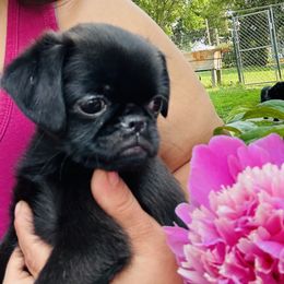 Dash  black girl - Black female Brussels Griffon puppy in Boyd, Minnesota from Maze Brussels Griffons