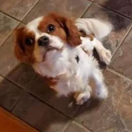 Cavalier King Charles Spaniels from Courtney's Cavaliers