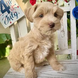 London - Wheaten female Miniature Schnauzer puppy in Independence, Missouri from Crown Schnauzers KC