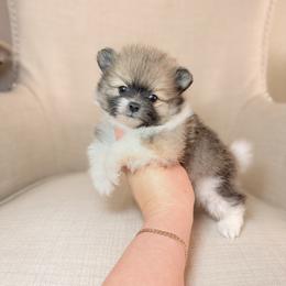 Boston - Orange parti male Pomeranian puppy in Phoenix, Arizona from Luxpomz