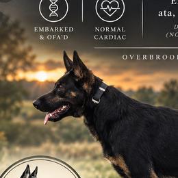 Nova - German Shepherd