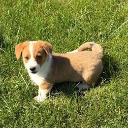 Laredo - Red male Pembroke Welsh Corgi puppy in Hillsville, Virginia from Bonderosa Kennels