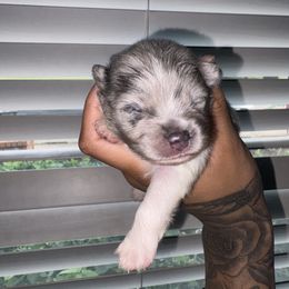 Stitch - Blue merle male Pomeranian puppy in Okmulgee, Oklahoma from 918 Pomeranians