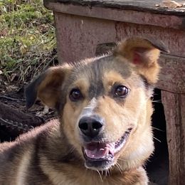 Charming - Alaskan Husky