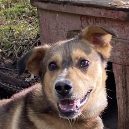 Charming - Alaskan Husky
