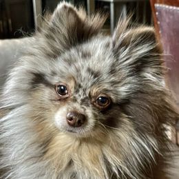 Rocco - Pomeranian