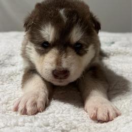 Girl 2 - Red and white female Alaskan Malamute puppy in Rensselaer, Indiana from Moot Manor Malamutes