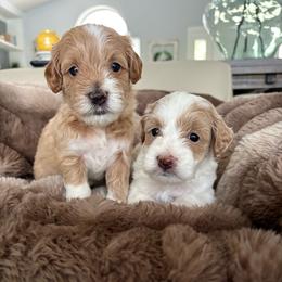 Leonardo - Apricot male Goldendoodle puppy in Brooksville, Florida from Abby’s Standard Goldendoodles