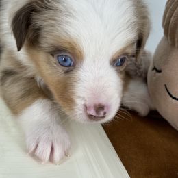 Miniature Australian Shepherd and Toy Australian Shepherd Puppies from Ollie's Aussies