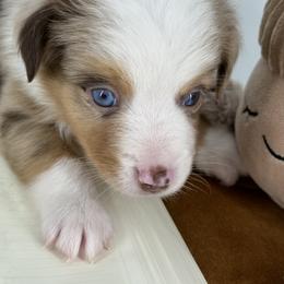 Miniature Australian Shepherd and Toy Australian Shepherd Puppies from Ollie's Aussies