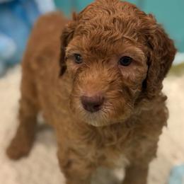 Bear - Red  male Goldendoodle puppy in Maricopa, Arizona from AZ Designer Goldendoodles