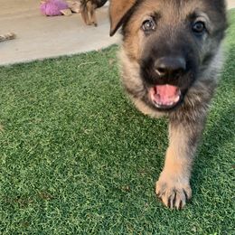 German Shepherd Puppies from Four Pines Ranch