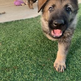 German Shepherd Puppies from Four Pines Ranch