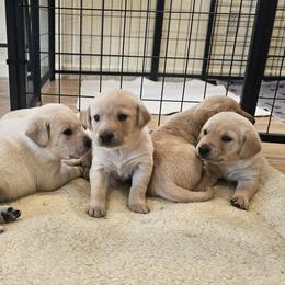 Boy 3 - male Labrador Retriever puppy in Helena, Montana from Whistling Wings Retrievers, LLC.